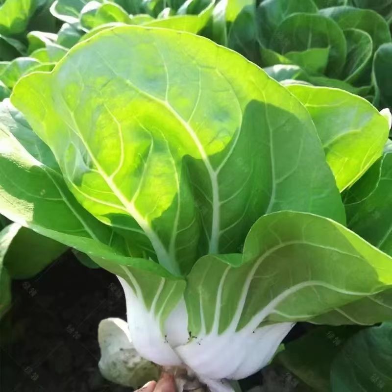 理想白天鹅白梗糯青菜种子杂交高产速生矮脚小白菜籽春秋蔬菜