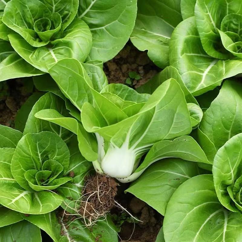 理想白天鹅白梗糯青菜种子杂交高产速生矮脚小白菜籽春秋蔬菜