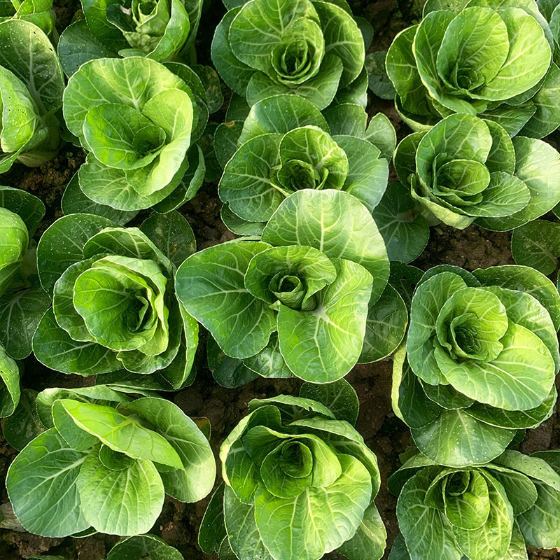 理想白天鹅白梗糯青菜种子杂交高产速生矮脚小白菜籽春秋蔬菜