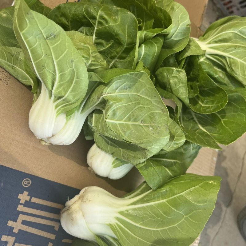 理想白天鹅白梗糯青菜种子杂交高产速生矮脚小白菜籽春秋蔬菜