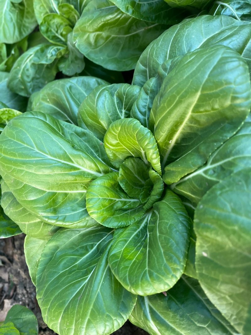 理想白天鹅白梗糯青菜种子杂交高产速生矮脚小白菜籽春秋蔬菜