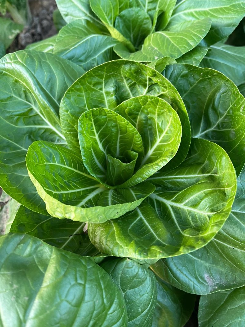 理想白天鹅白梗糯青菜种子杂交高产速生矮脚小白菜籽春秋蔬菜