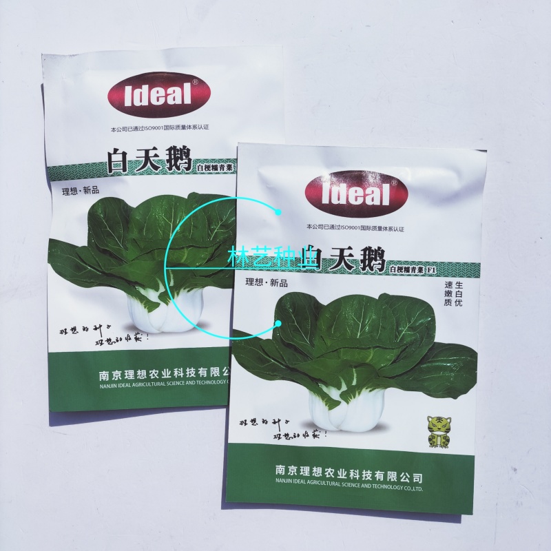理想白天鹅白梗糯青菜种子杂交高产速生矮脚小白菜籽春秋蔬菜