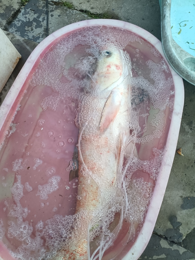 花鲢鱼