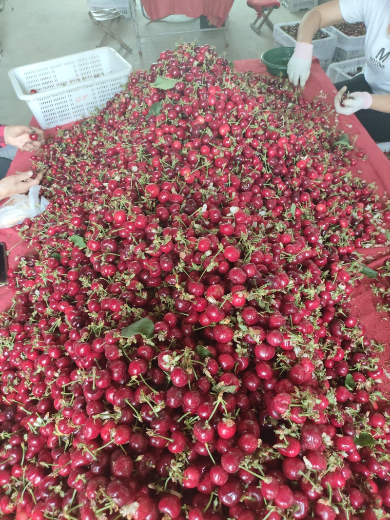 陕西宝鸡美早樱桃基地，口感好，个头大，价格美丽