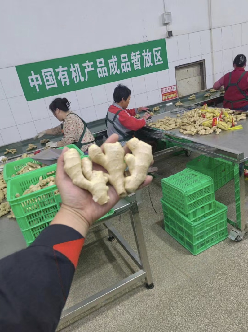 精品电商风干姜，50克起，规格全大量现货，水洗姜坏烂包赔