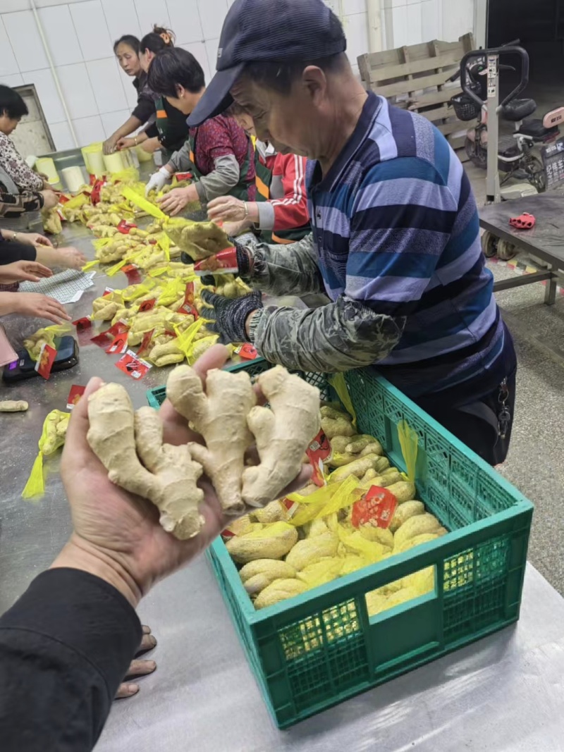 精品电商风干姜，50克起，规格全大量现货，水洗姜坏烂包赔