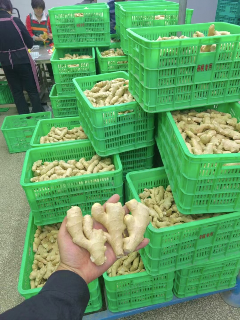 精品电商风干姜，50克起，规格全大量现货，水洗姜坏烂包赔