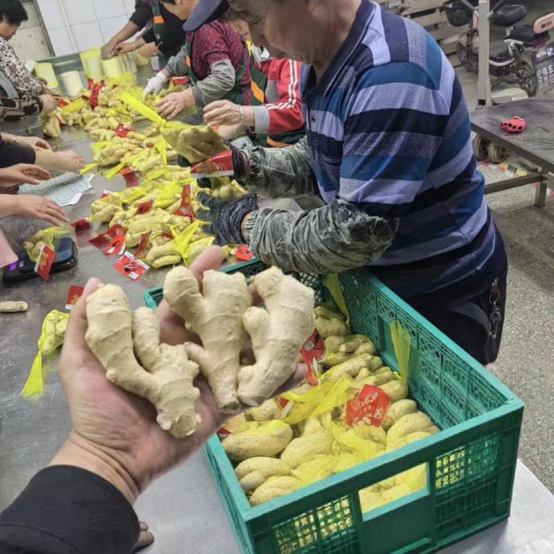 精品电商风干姜，50克起，规格全大量现货，水洗姜坏烂包赔