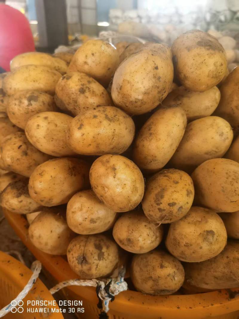 湖北万亩土豆大量上市！基地直供学校商超边贸电商平台
