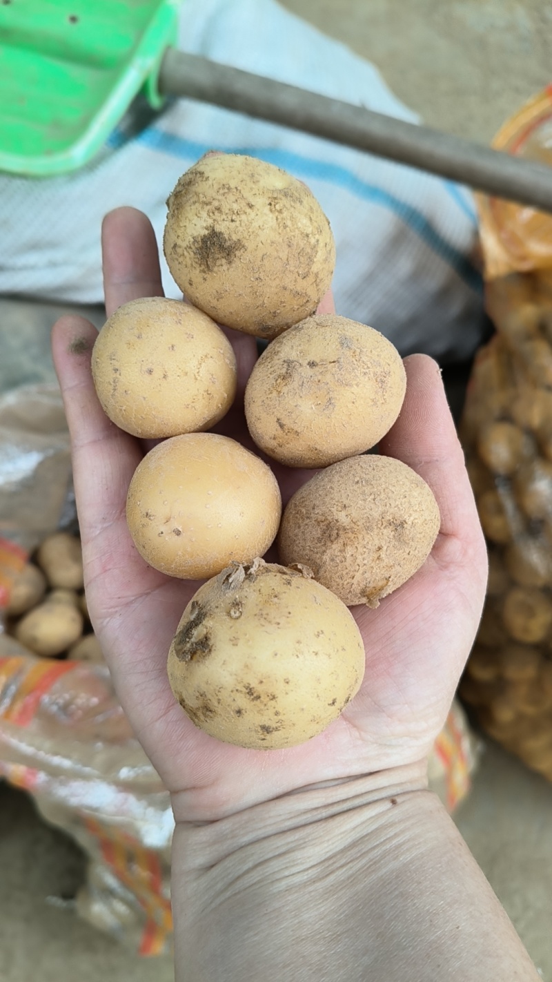 湖北万亩土豆大量上市！基地直供学校商超边贸电商平台