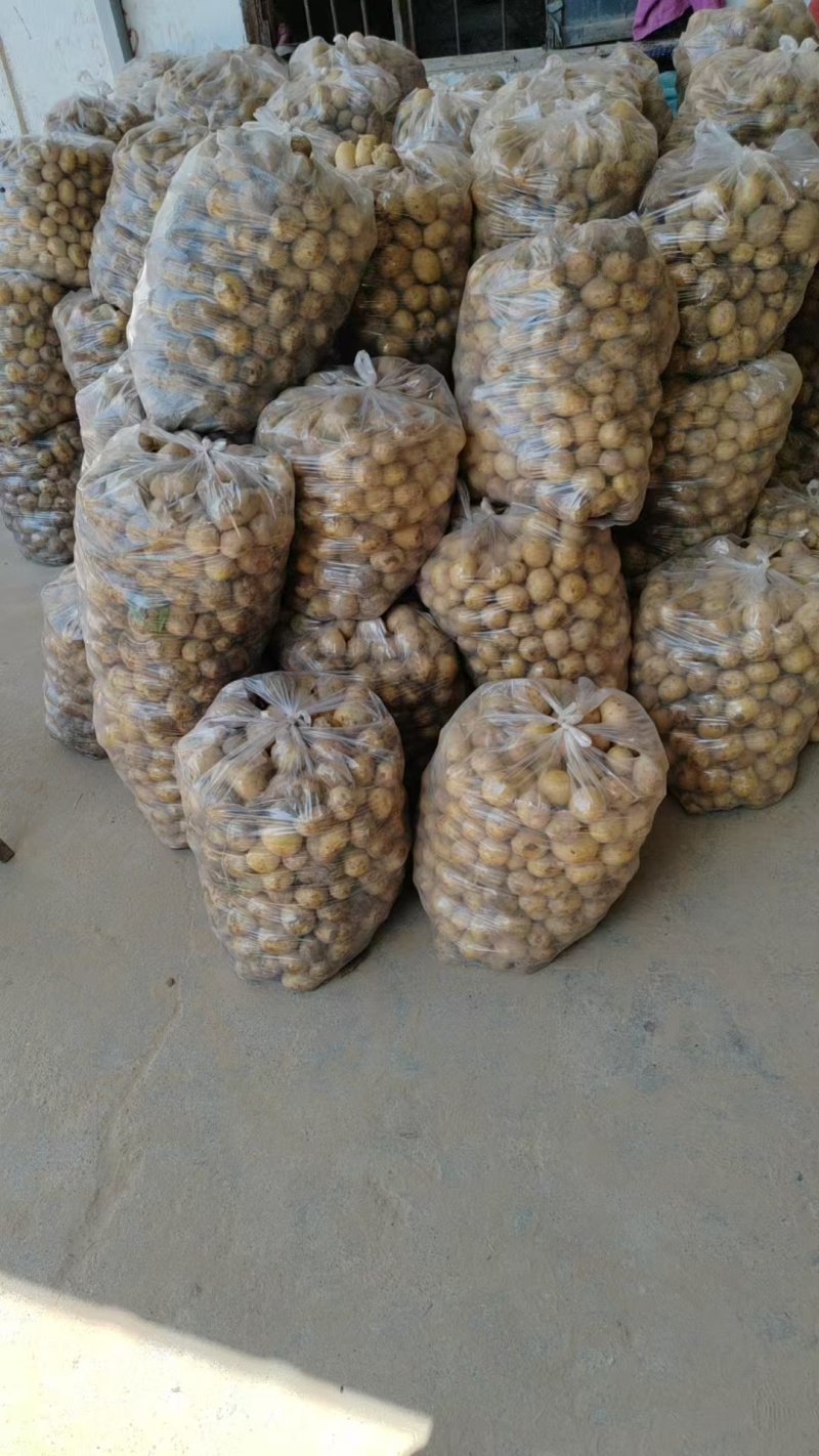 湖北万亩土豆大量上市！基地直供学校商超边贸电商平台