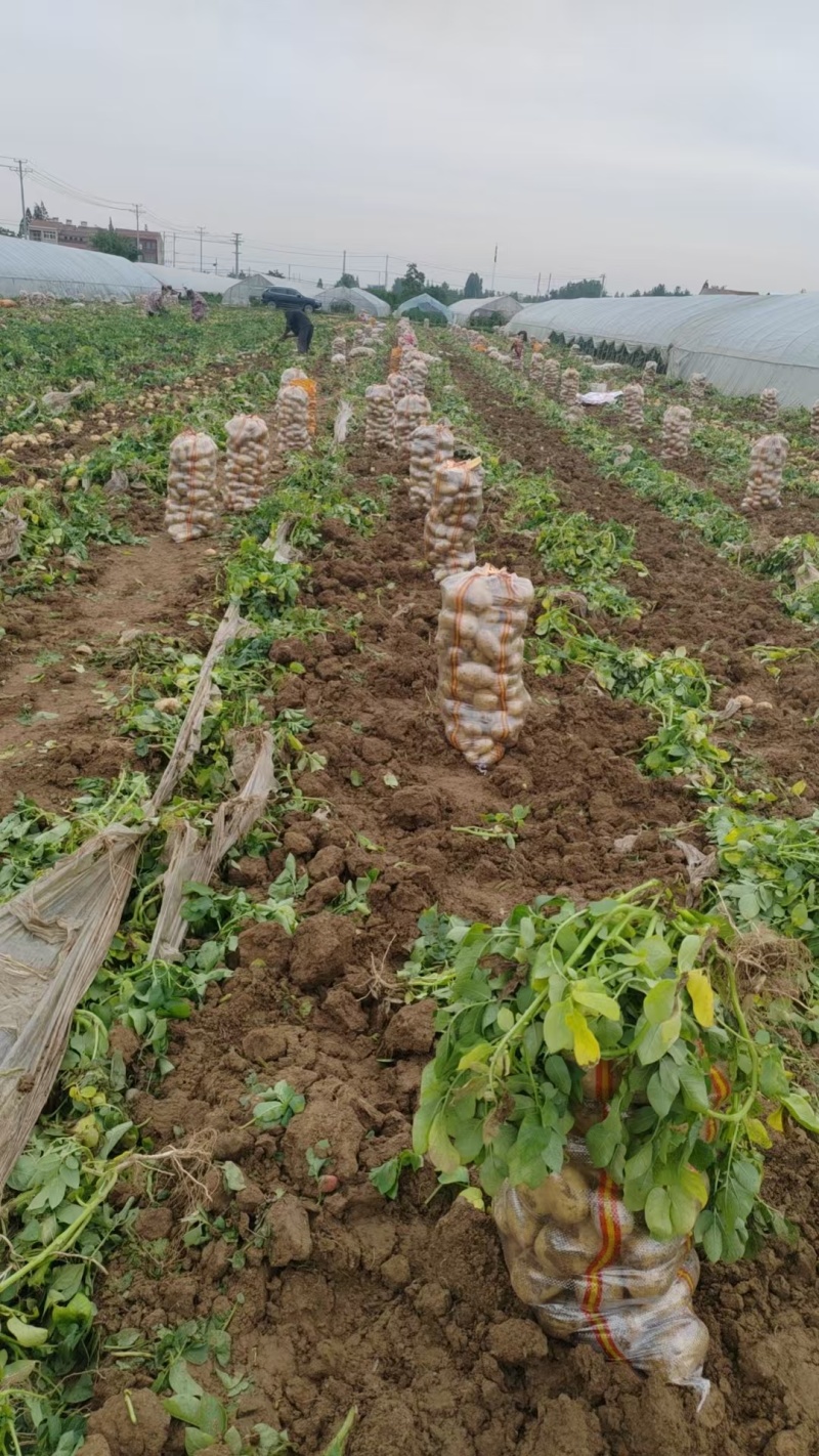 湖北万亩土豆大量上市！基地直供学校商超边贸电商平台