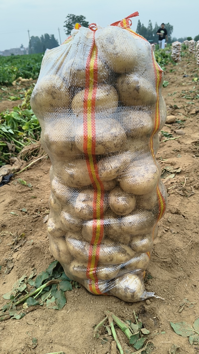 湖北万亩土豆大量上市！基地直供学校商超边贸电商平台