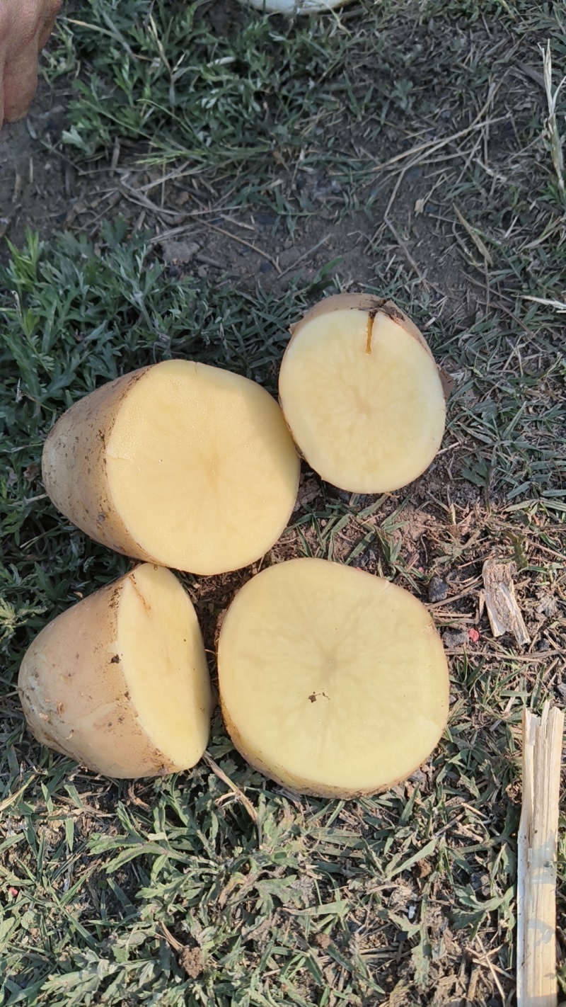 湖北万亩土豆大量上市！基地直供学校商超边贸电商平台