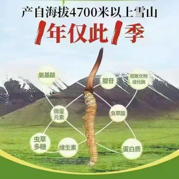 2026西藏那曲鲜虫草冷鲜包邮，高海拔采挖直销批发零售
