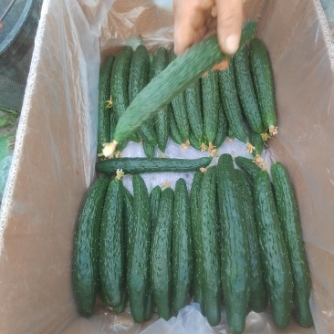 大庆附近找个咸菜厂，没有会员回不了消息