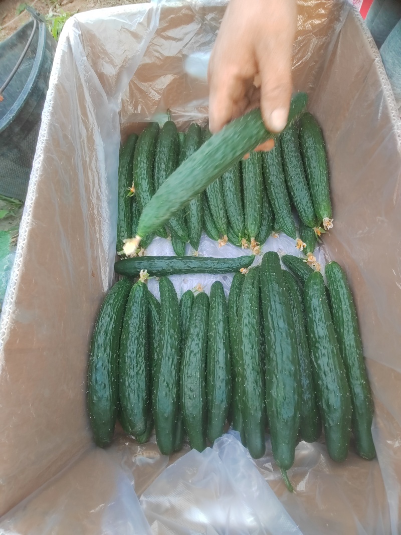 大庆附近找个咸菜厂，没有会员回不了消息