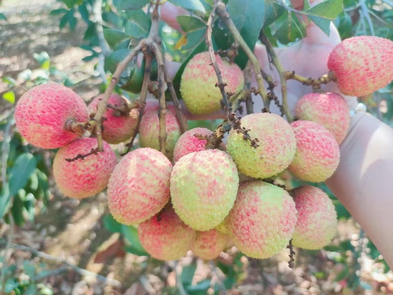 荔枝各品种齐全源头产区果园直发量大价优