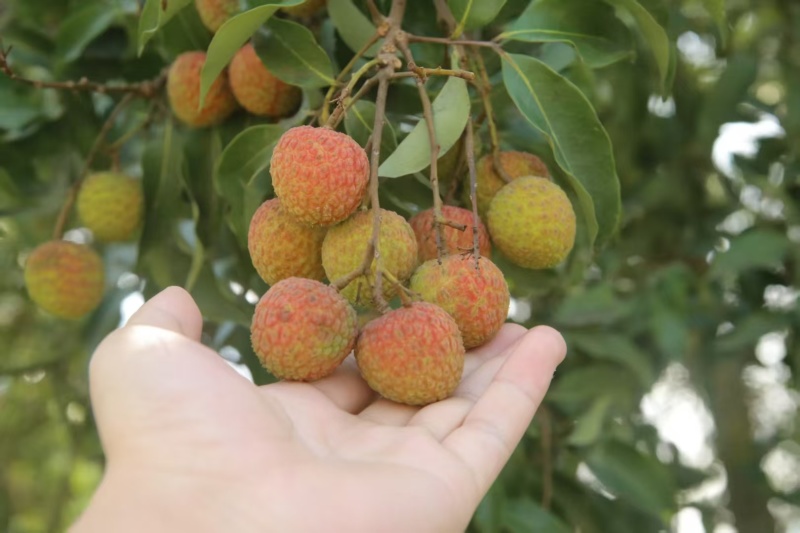 荔枝各品种齐全源头产区果园直发量大价优