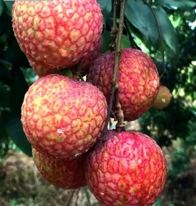 荔枝各品种齐全源头产区果园直发量大价优