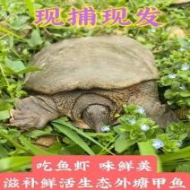 包邮）鲜活新鲜甲鱼鲜活甲鱼足斤团鱼王八食用正宗水鱼生态
