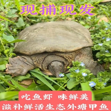 包邮）鲜活新鲜甲鱼鲜活甲鱼足斤团鱼王八食用正宗水鱼生态