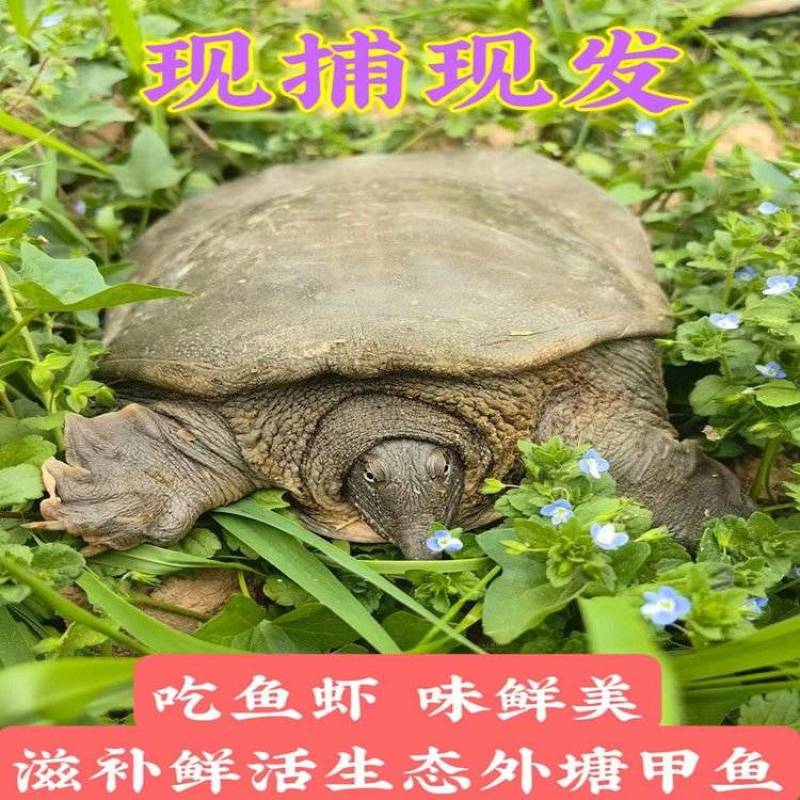 包邮）鲜活新鲜甲鱼鲜活甲鱼足斤团鱼王八食用正宗水鱼生态