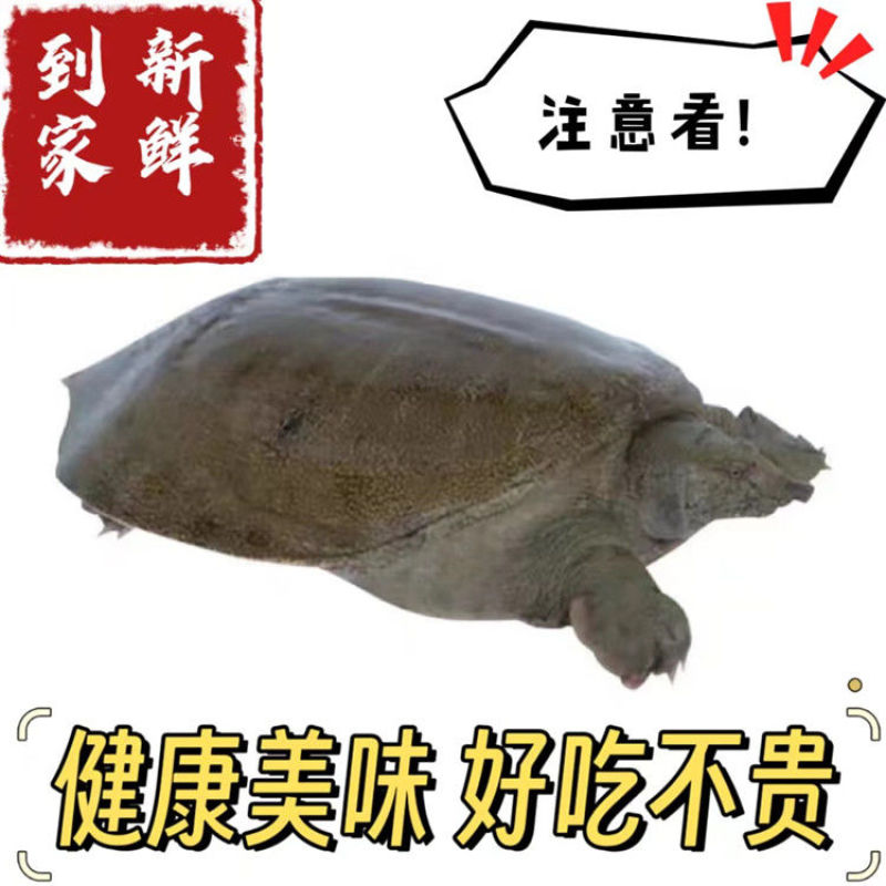 包邮）鲜活新鲜甲鱼鲜活甲鱼足斤团鱼王八食用正宗水鱼生态