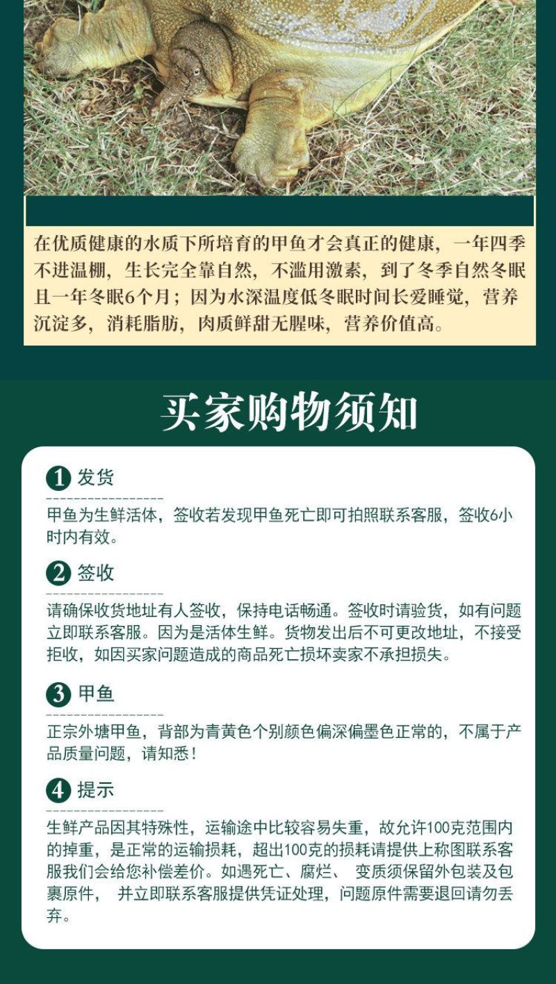 包邮）鲜活新鲜甲鱼鲜活甲鱼足斤团鱼王八食用正宗水鱼生态