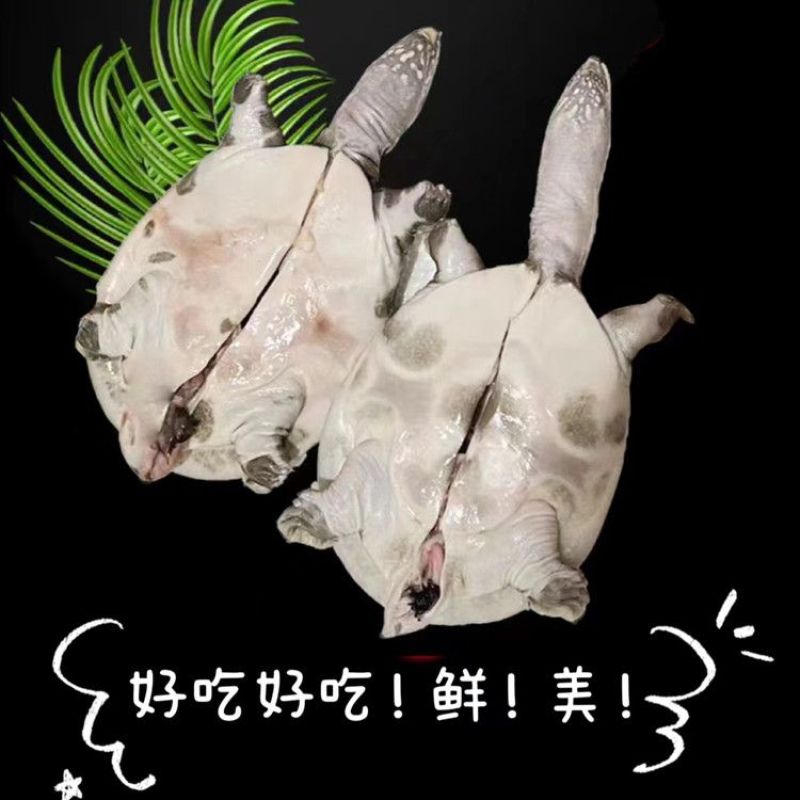 包邮）鲜活新鲜甲鱼鲜活甲鱼足斤团鱼王八食用正宗水鱼生态