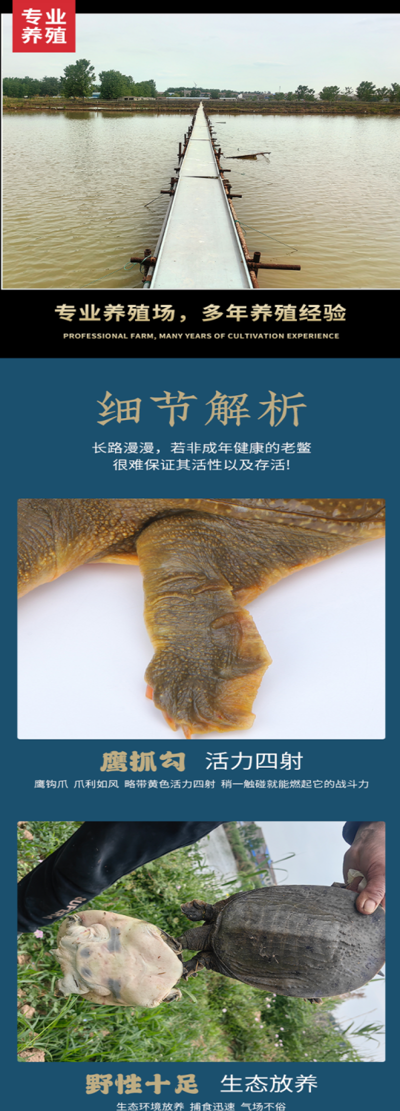 包邮）鲜活新鲜甲鱼鲜活甲鱼足斤团鱼王八食用正宗水鱼生态