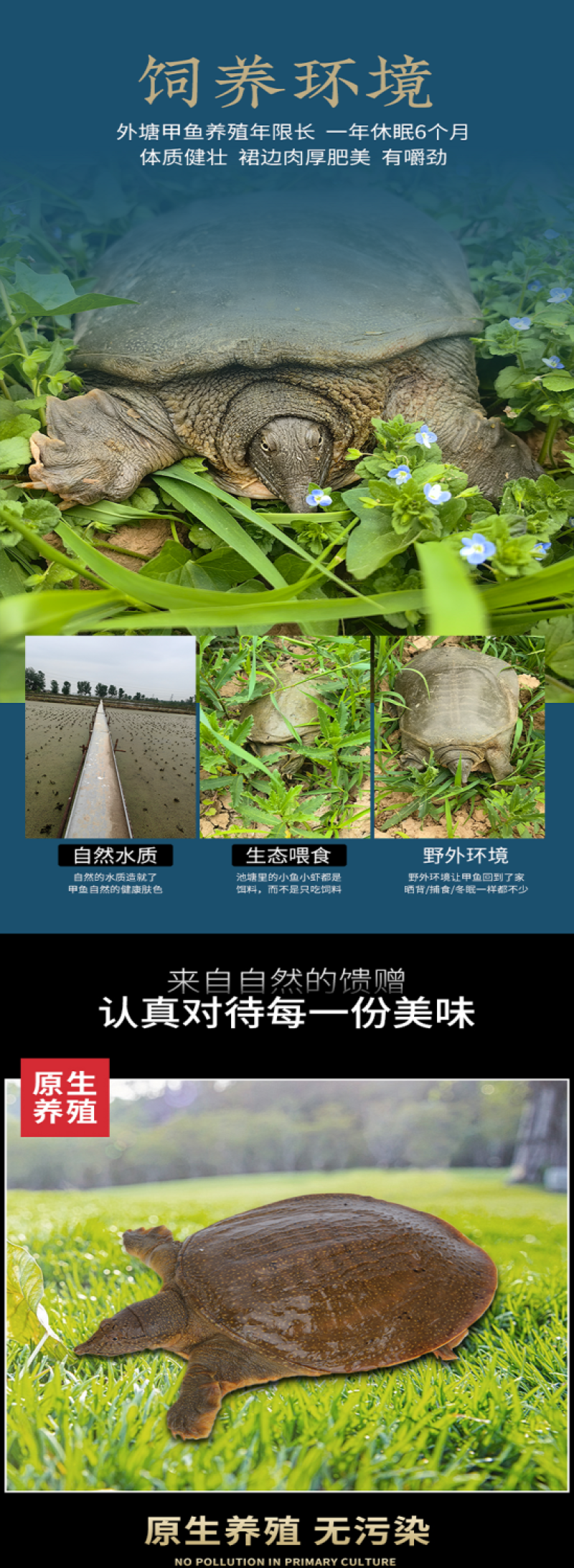 包邮）鲜活新鲜甲鱼鲜活甲鱼足斤团鱼王八食用正宗水鱼生态