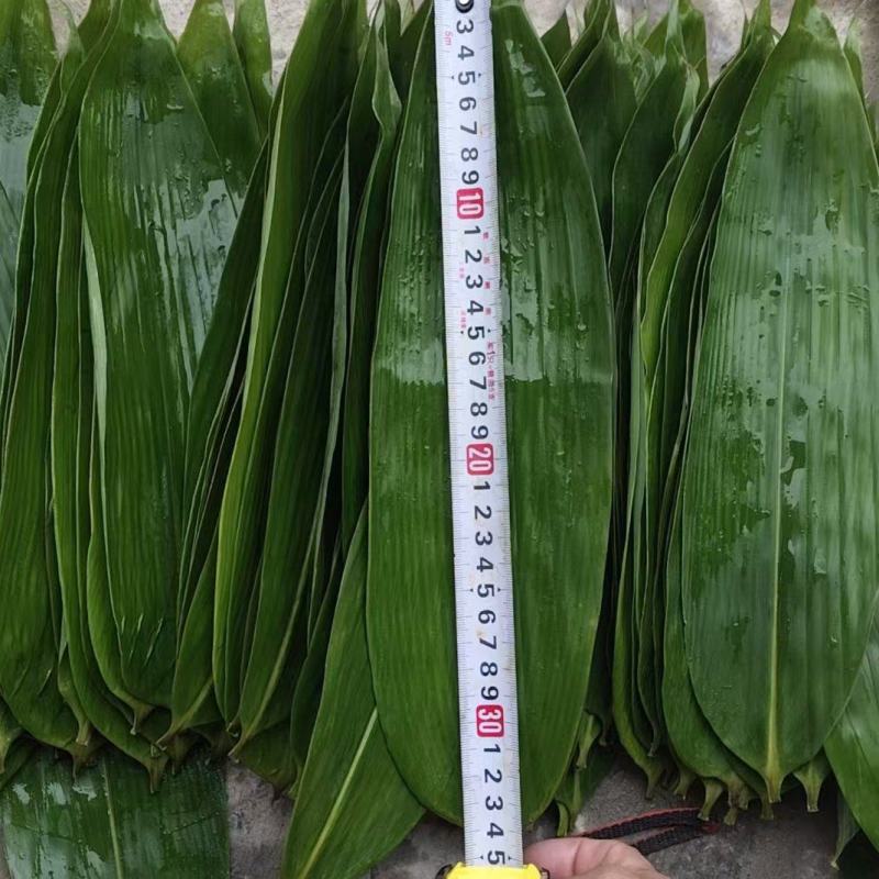 粽叶箬叶现货供应2025端午节前现货