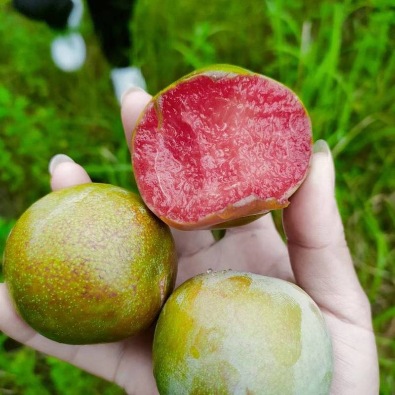 湖北李子味帝八宝丹五月翠个大口感甜一手货源