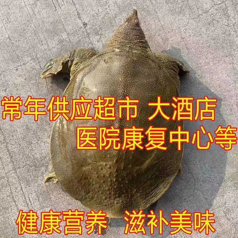 包邮）鲜活新鲜甲鱼鲜活甲鱼足斤团鱼王八食用正宗水鱼生态