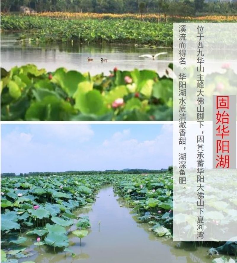 包邮）正宗青黄背大甲鱼生态天然放养青黄背稻田散养食用鲜活