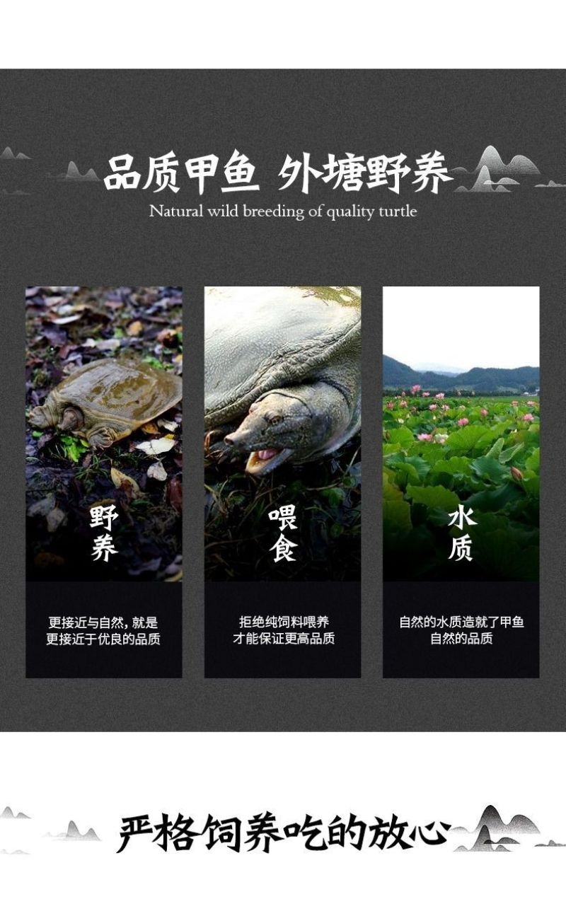 包邮）正宗青黄背大甲鱼生态天然放养青黄背稻田散养食用鲜活
