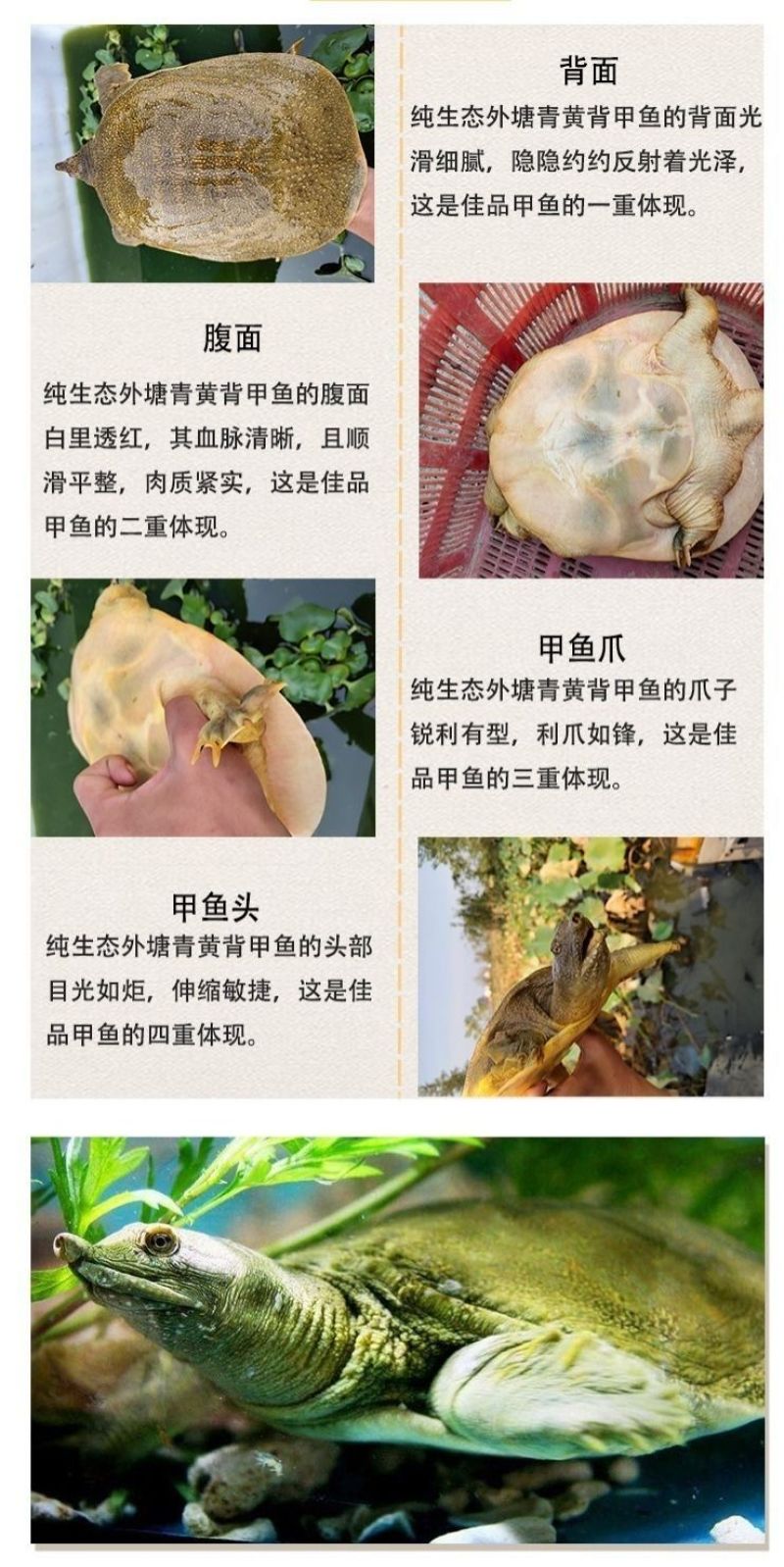 包邮）正宗青黄背大甲鱼生态天然放养青黄背稻田散养食用鲜活