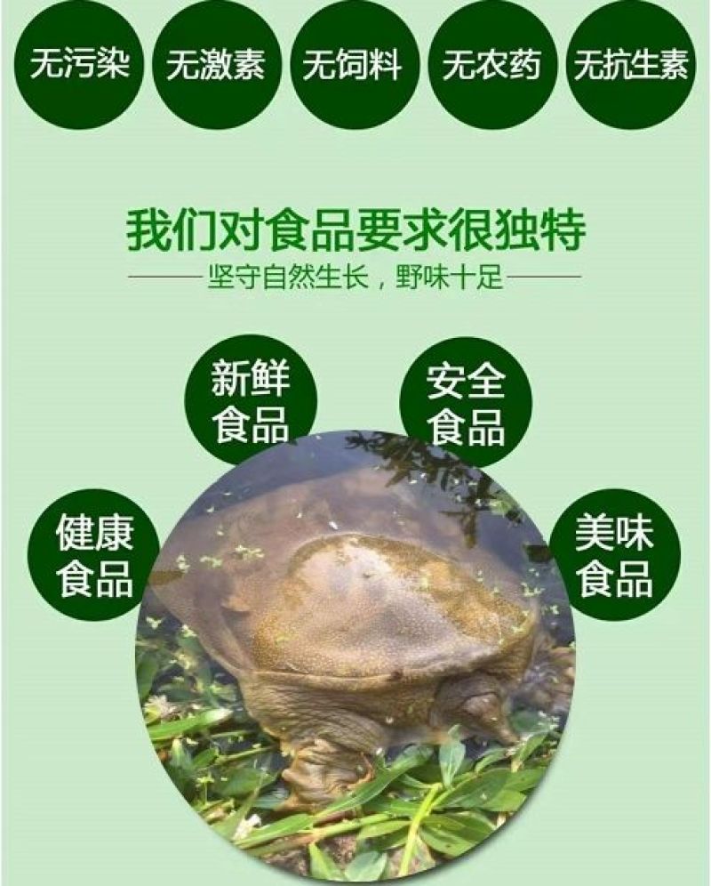 包邮）正宗青黄背大甲鱼生态天然放养青黄背稻田散养食用鲜活