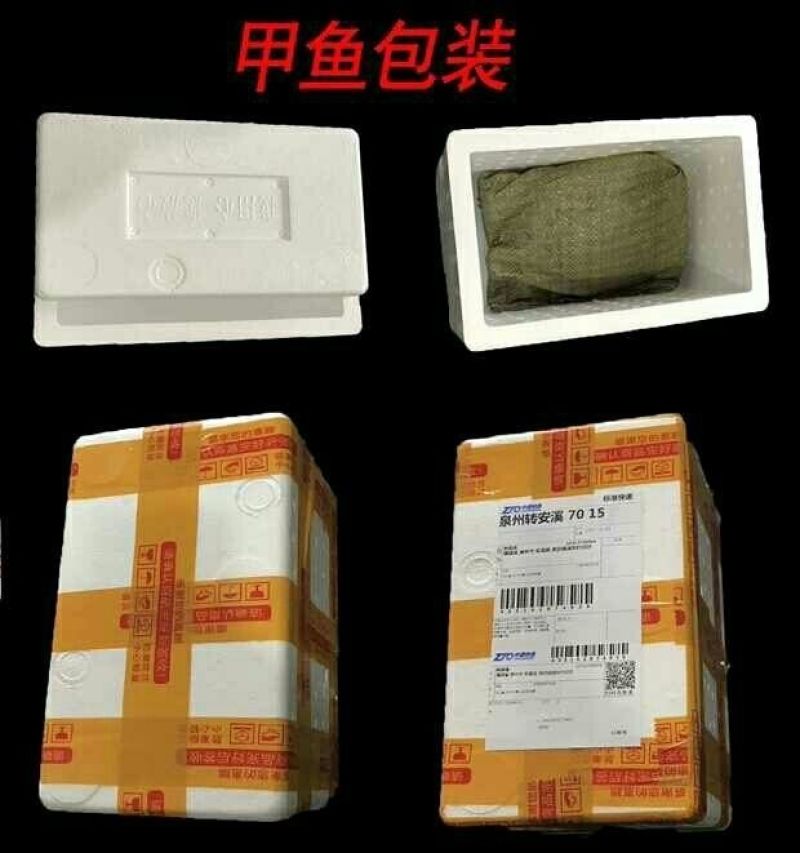 包邮）正宗青黄背大甲鱼生态天然放养青黄背稻田散养食用鲜活
