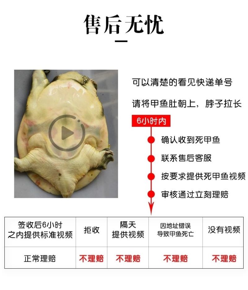 包邮）正宗青黄背大甲鱼生态天然放养青黄背稻田散养食用鲜活
