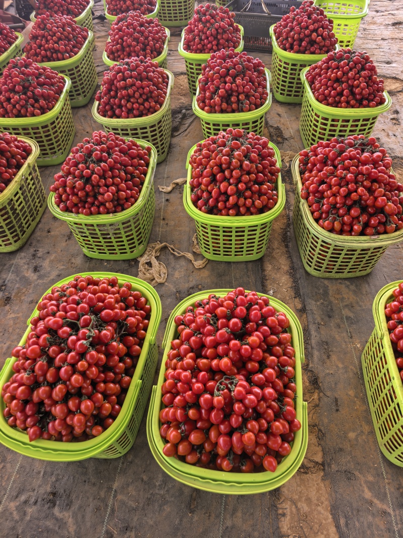 2025年精品玲珑千禧圣女果水果番茄串收番茄自产自销