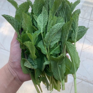 薄荷，邹叶留兰香型可食用薄荷，欢迎选购。