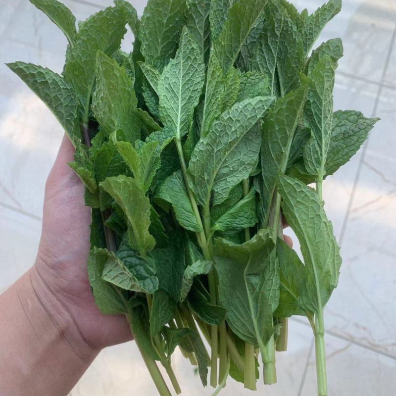 薄荷，邹叶留兰香型可食用薄荷，欢迎选购。