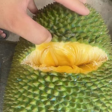 大量出售海南黄肉菠萝蜜