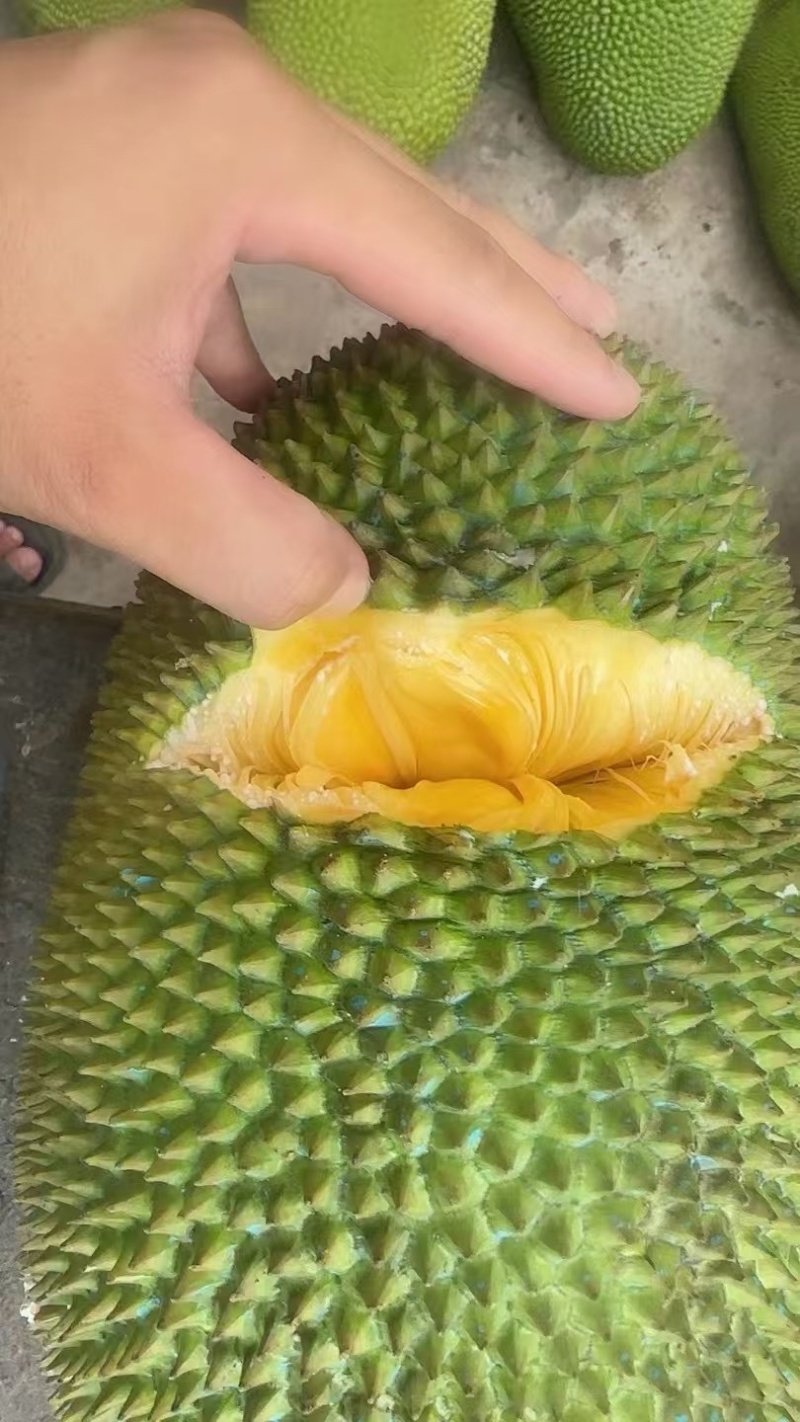 大量出售海南黄肉菠萝蜜