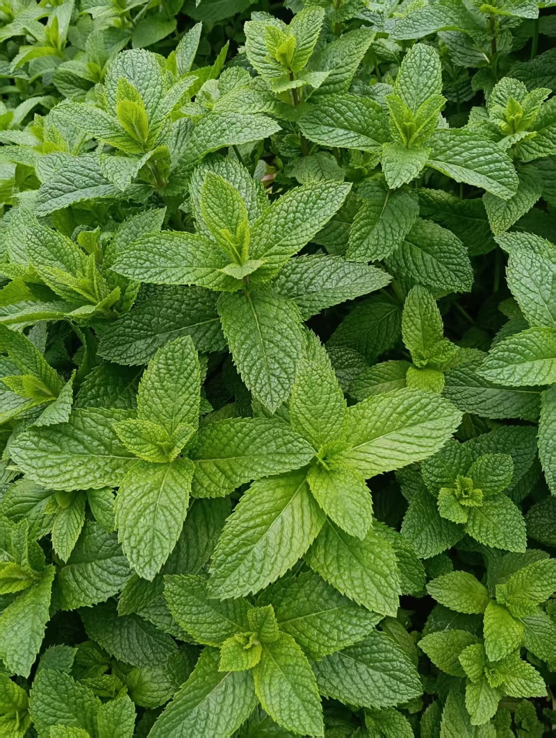 薄荷，邹叶留兰香型可食用薄荷，欢迎选购。