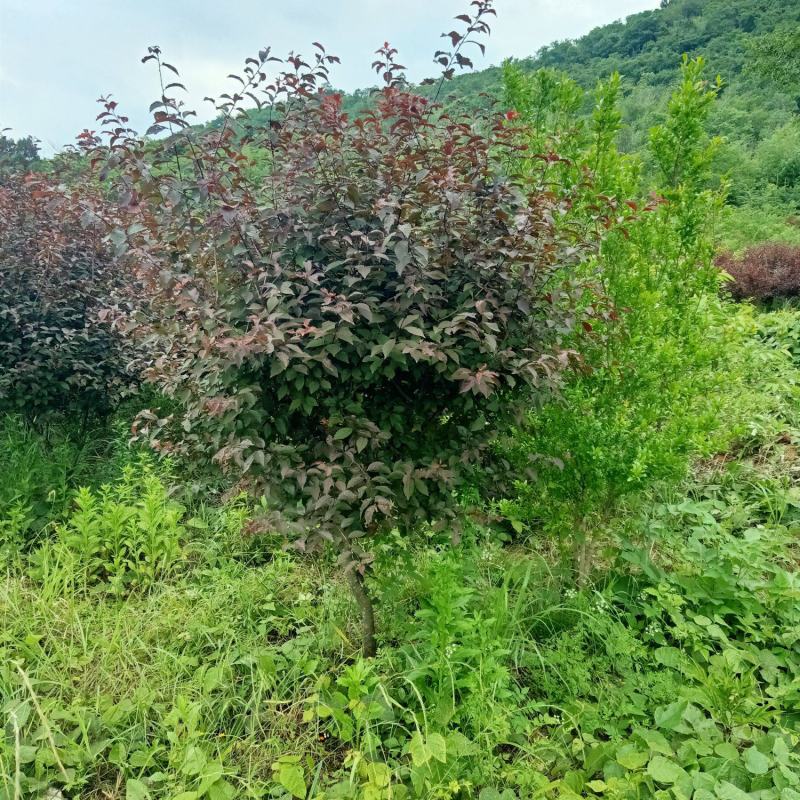 红叶榆叶梅