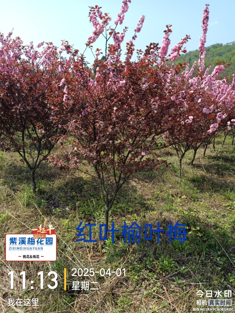 红叶榆叶梅